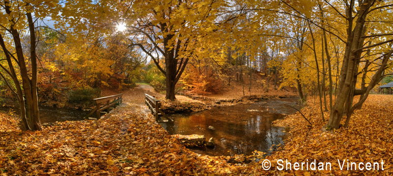 Yellow Leaf Bridge by Sheridan Vincent