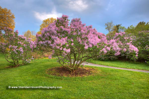 Highland Lilacs
