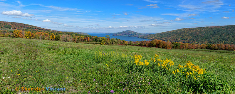 Hillside Pasture