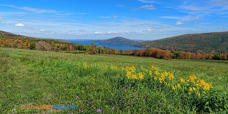 Canandaigua Lake Flowers