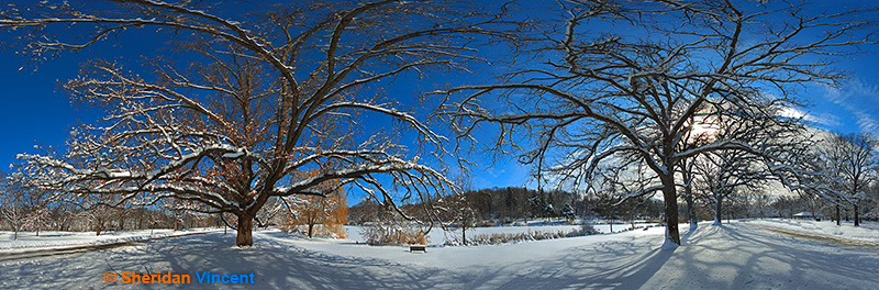 Seneca Park Oak - 1 by Sheridan Vincent