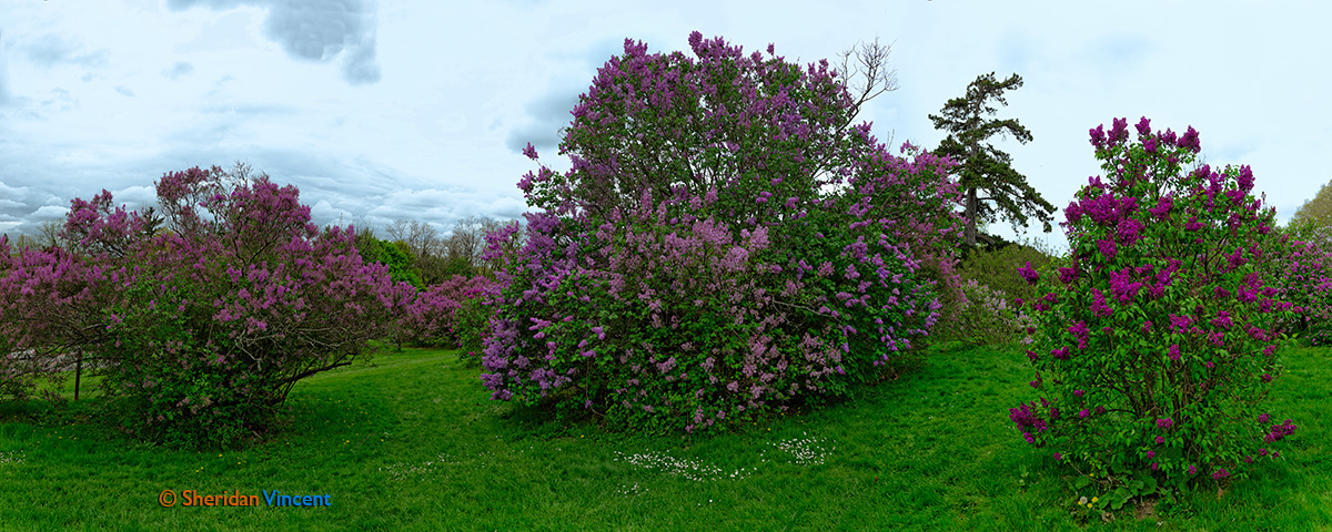 Lilacs at Highland Park