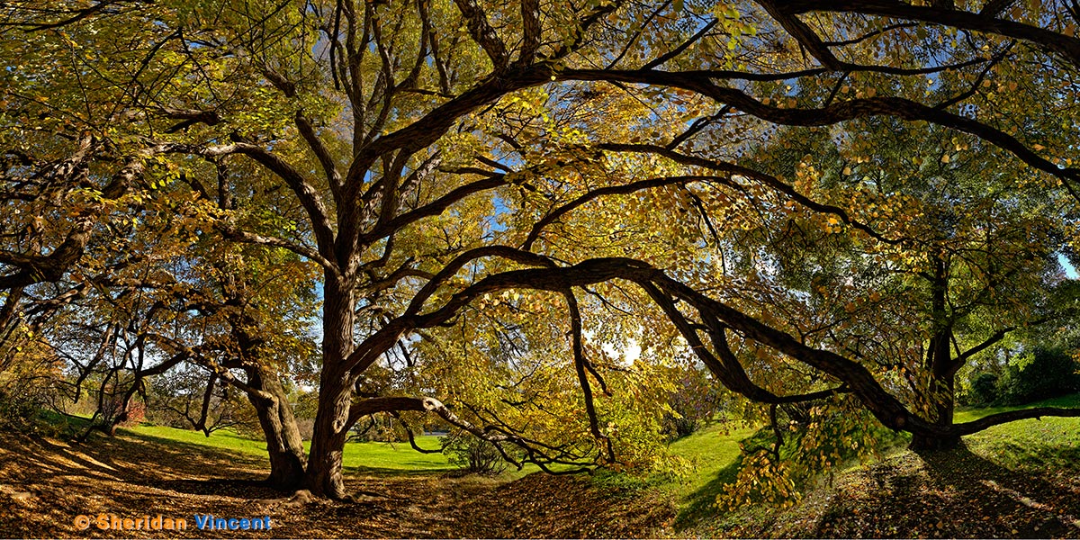 Katsura Late Fall crop by Sheridan Vincent