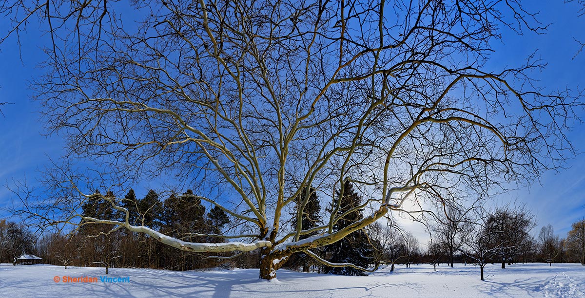 Sycamore: Webster Park by Sheridan Vincent
