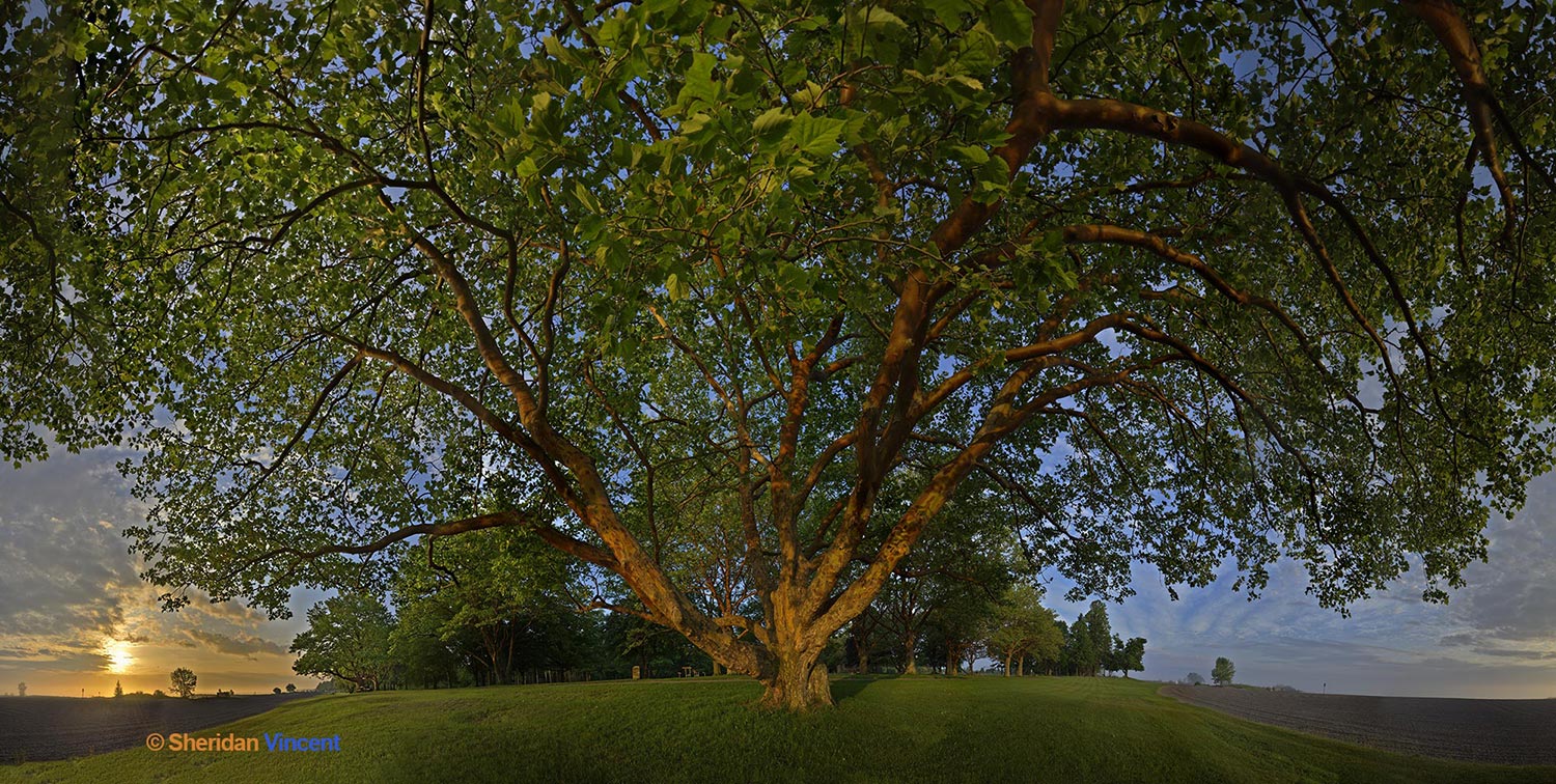 Sycamore at Hamlin Beach Park