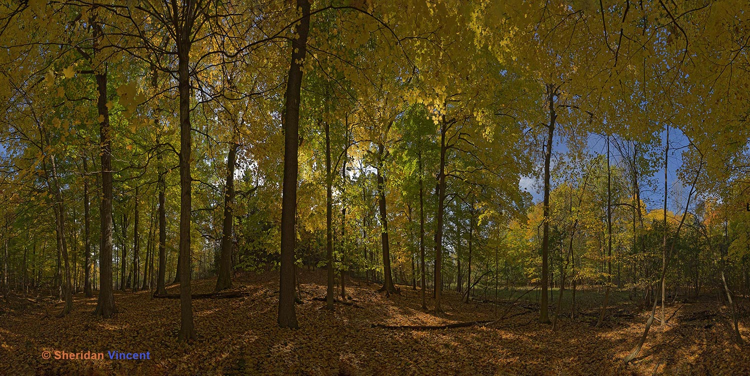 Deep Forest: Mendon Ponds State Park