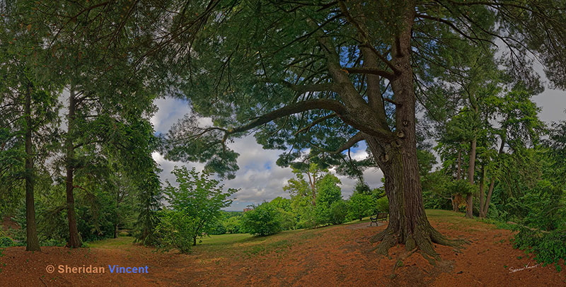 Highland Park Pine