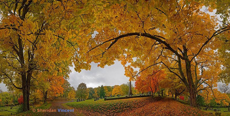 Yellow Leaf Road 360