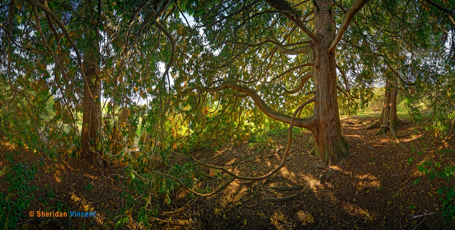 3 Pines, Highland Park