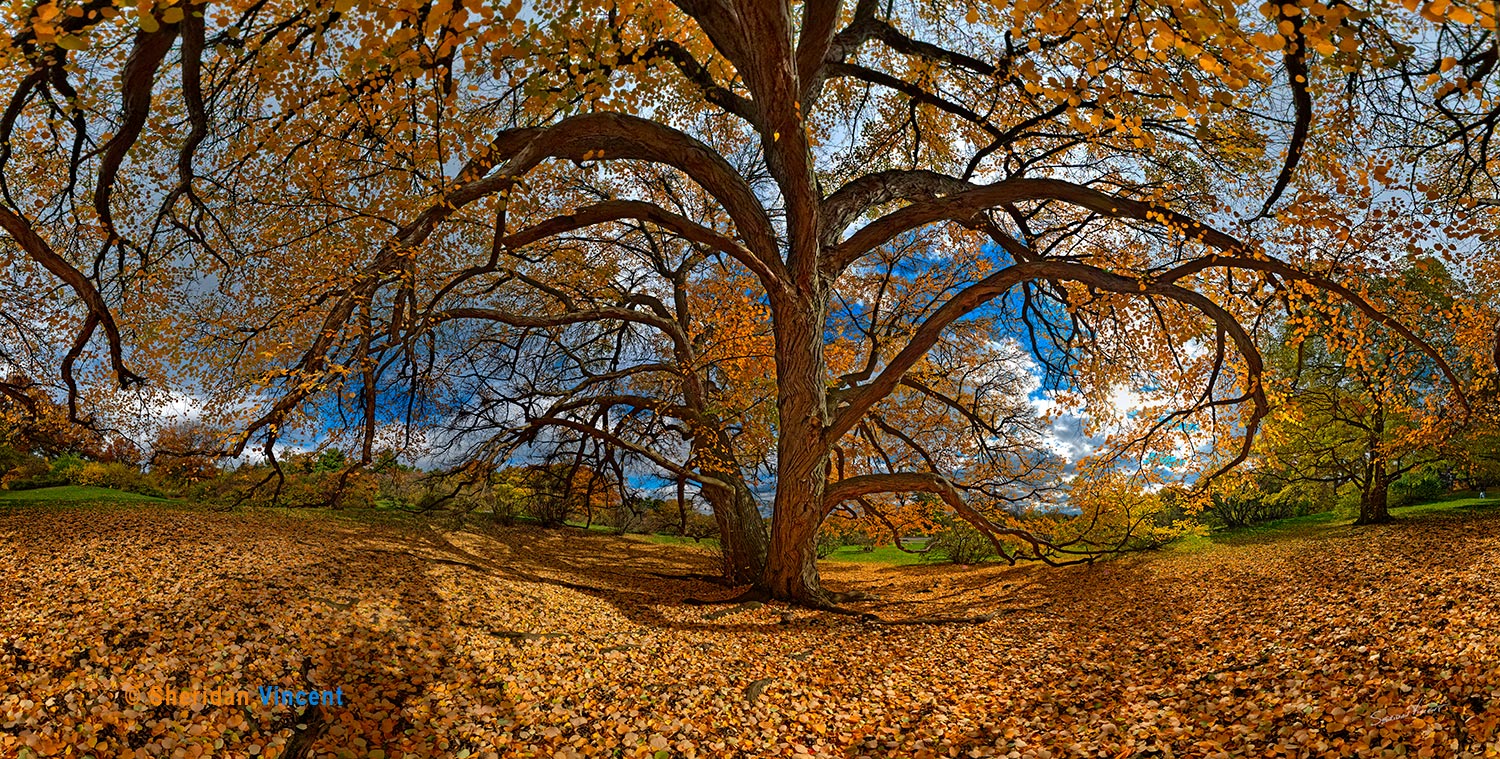 Katsura Tree - Fall 2020