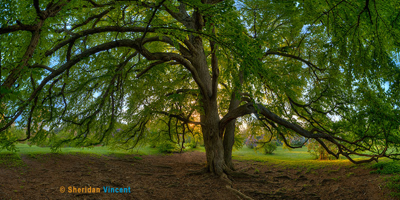 Katsura Two by Sheridan Vincent
