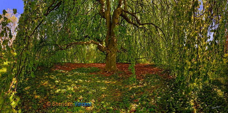 Beech-Linwood Gardens by Sheridan Vincent