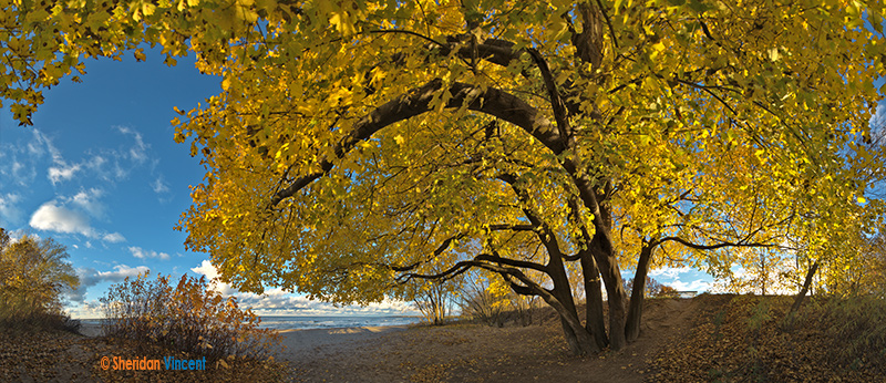 Maple - Durand Eastman Beach-2