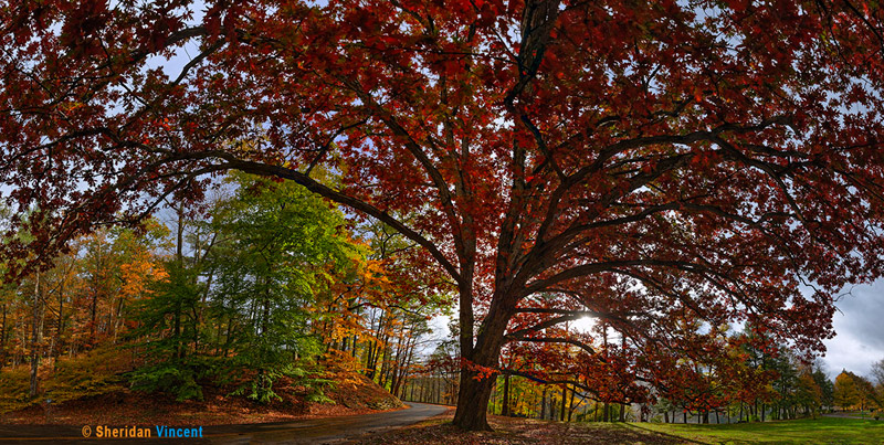 White Oak - Letchworth State Park by Sheridan Vincent